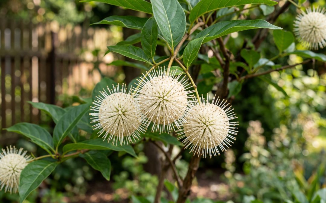 Guzikowiec – Niezwykły Krzew o Kulistych Kwiatach dla Twojego Ogrodu